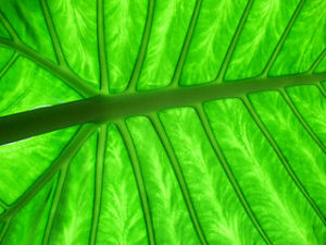 Image: Colocasia esculenta leaf